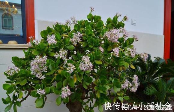 家里盆栽植物的要注意此4种进屋,既对健康不利又影响运气