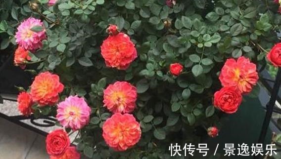 花朵|喜欢养花就盆栽月季,此款花期长、易爆盆,一株苗开出多色花