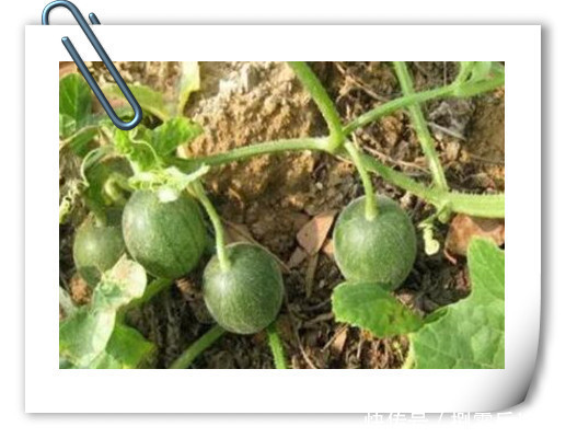 趣事|两亿多80后的童年趣事之美食篇