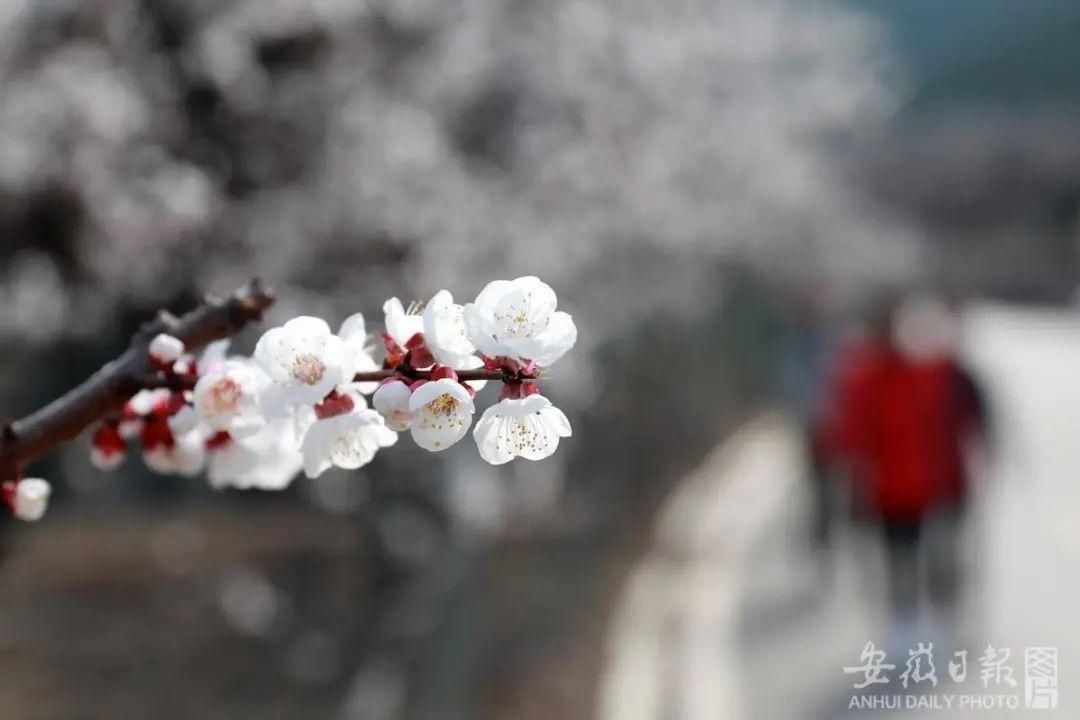 黄里杏花浪漫来袭！踏春、赏花，一起来玩！