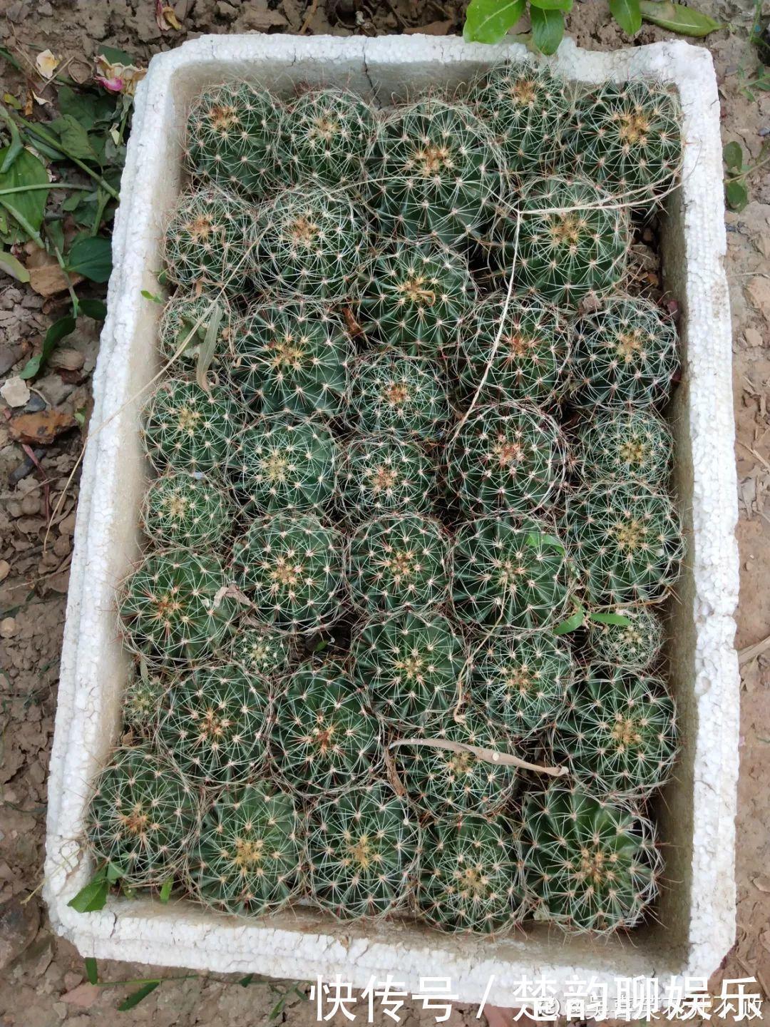 生石花|6种多肉太难养，赶紧留个种，省得每年都要重新买！