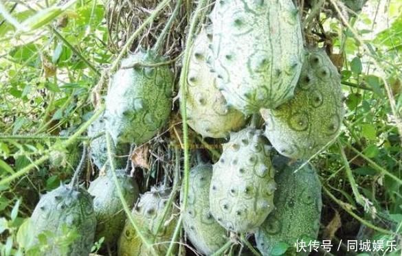 赶跑|女性常吃一果，滋养卵巢，子宫越来越健康，赶跑妇科炎症