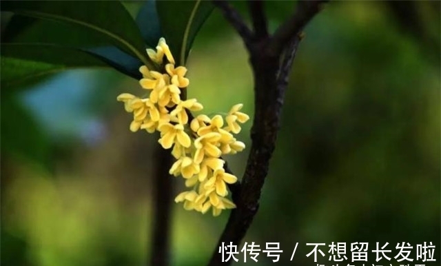 京城#王维两首桂花，都写了桂花落，却是一春一秋，春天有桂花吗？