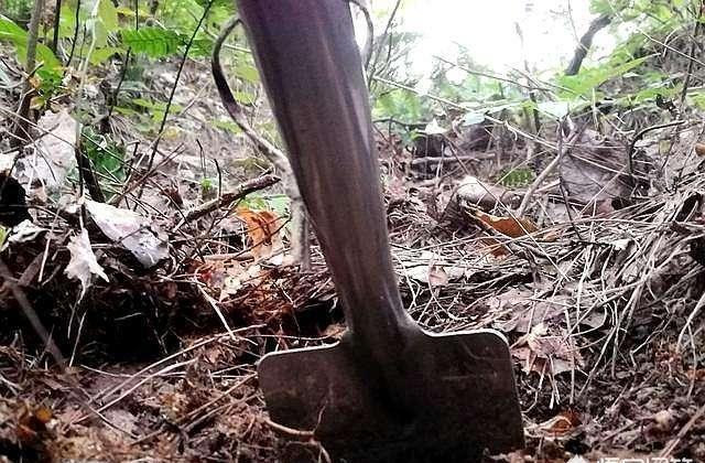 你家附近有这种树吗树下挖几铲,就是“万能土”,养啥花也旺