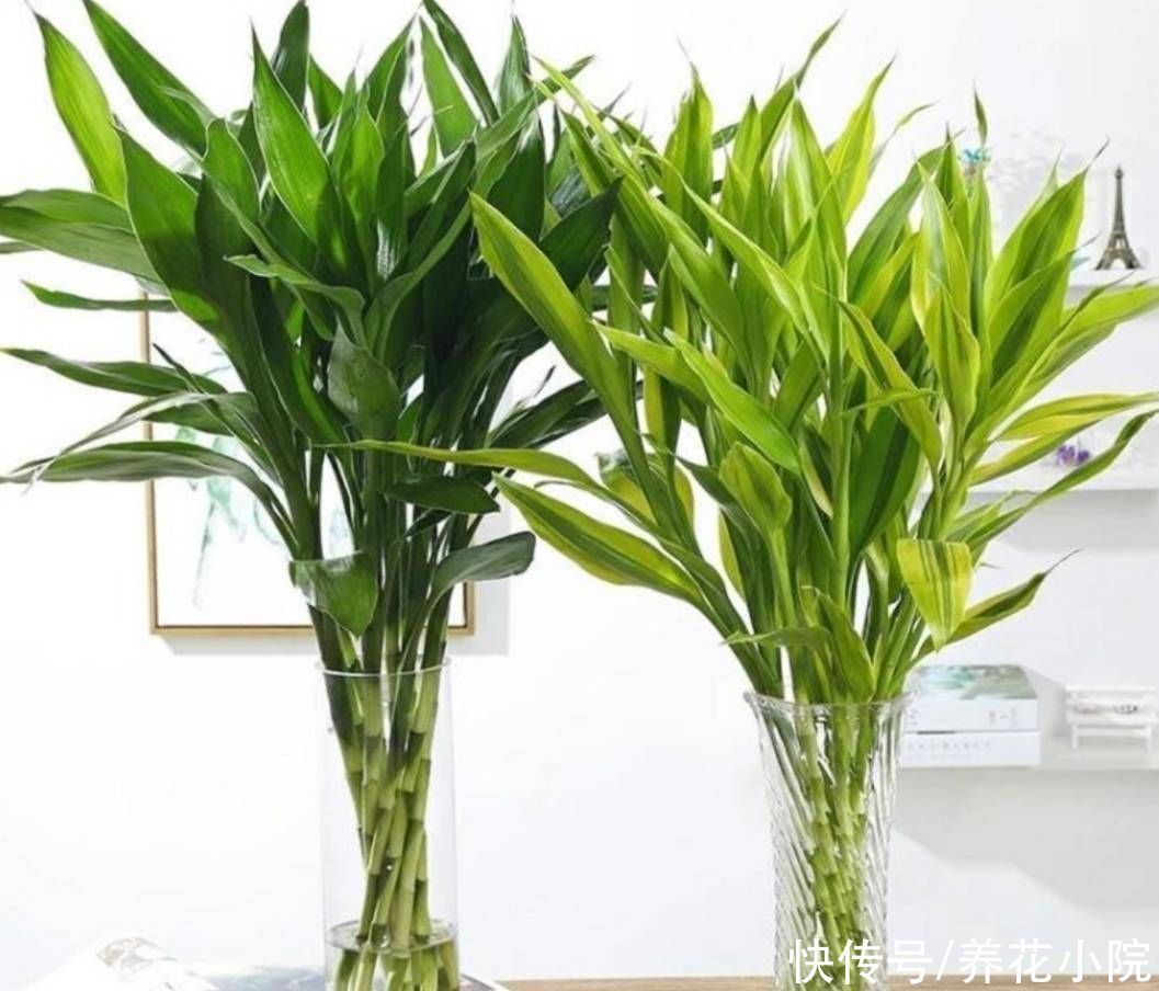 花卉|5种花很怕晒，不能见直射光，不然容易出现黄叶子