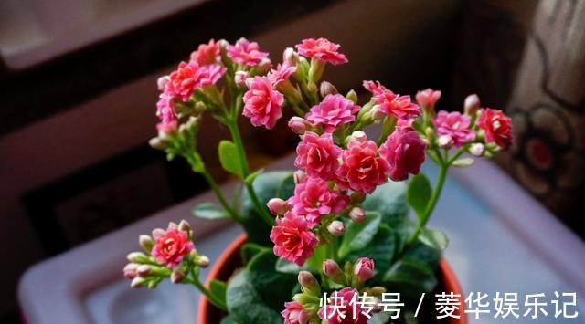 养君子兰、长寿花,盆里撒点“万能肥”,新芽猛长,呼呼开花!