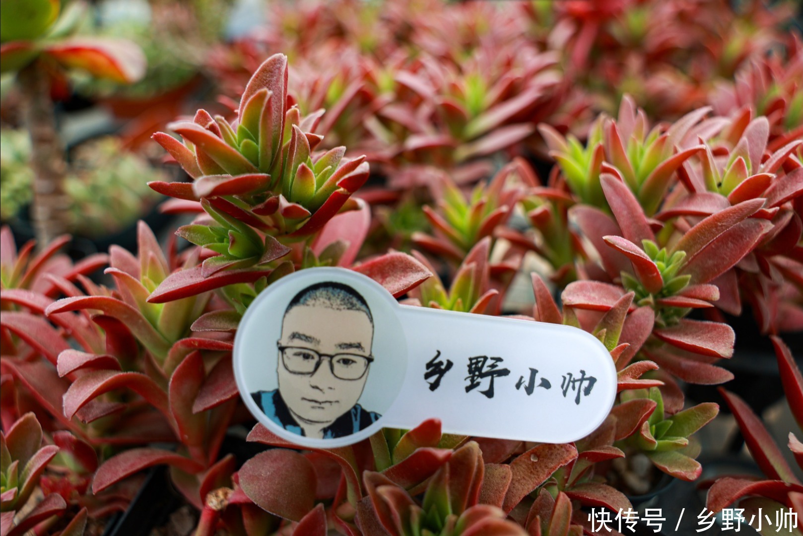 小帅|多肉适合虐养，越虐越好看，浇水篇