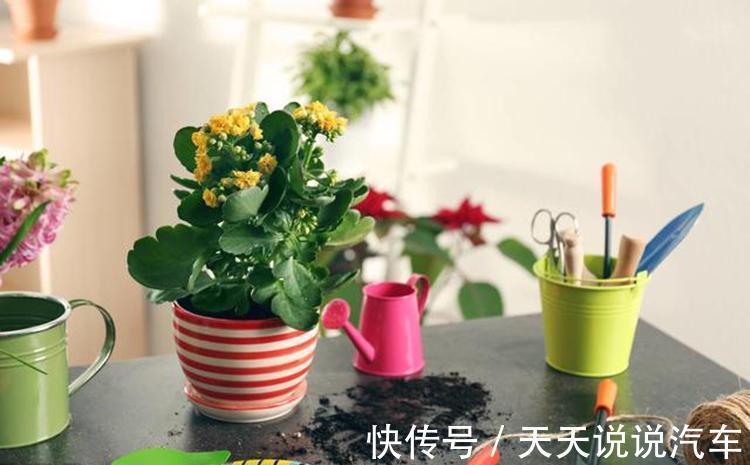 世上没有丑绿植,只有不好看的花盆