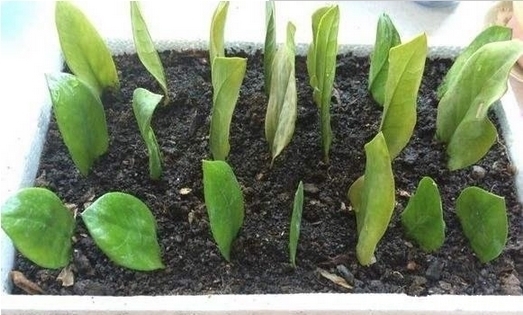 盆栽植物|不花钱，一个叶片就能养爆盆的5种盆栽植物！简单实用窍门！