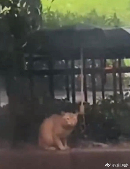 那些治愈人心的画面！包子店阿姨阳光里开心弹琴