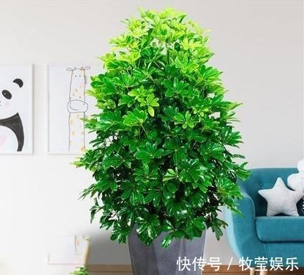 做好4点,鸭掌木安全度夏!天一凉快,叶子蹭蹭长,终年油绿