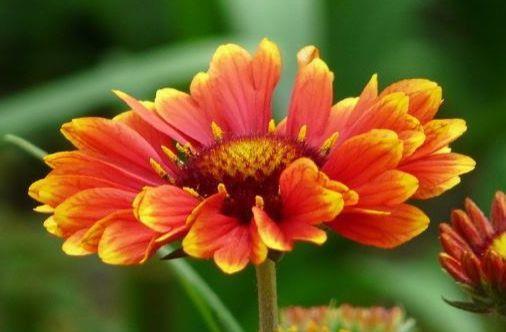 十足|家庭养花选它,开花漂亮像玫瑰,仙气十足