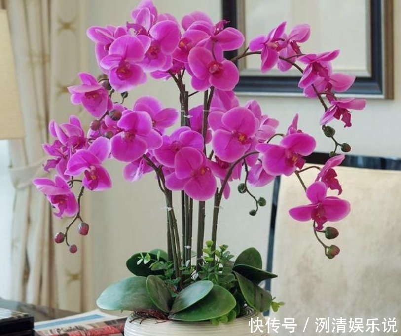 月季|3种漂亮花,是花卉中的“佼佼者”,谁看了都想养,一养就上瘾!