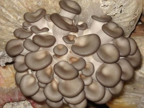 食物|每天坚持吃3种食物，补充营养，延缓衰老，爱吃就赚了！