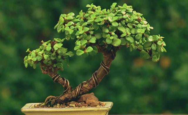 雅乐|金枝玉叶这么养，枝干苍劲有力，造型漂亮颜值高，变成盆景价值大