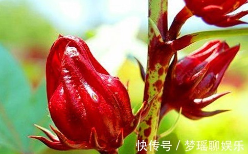 食物|女性过了40岁，坚持常吃的食物，改善肤质，补充营养、滋补身体