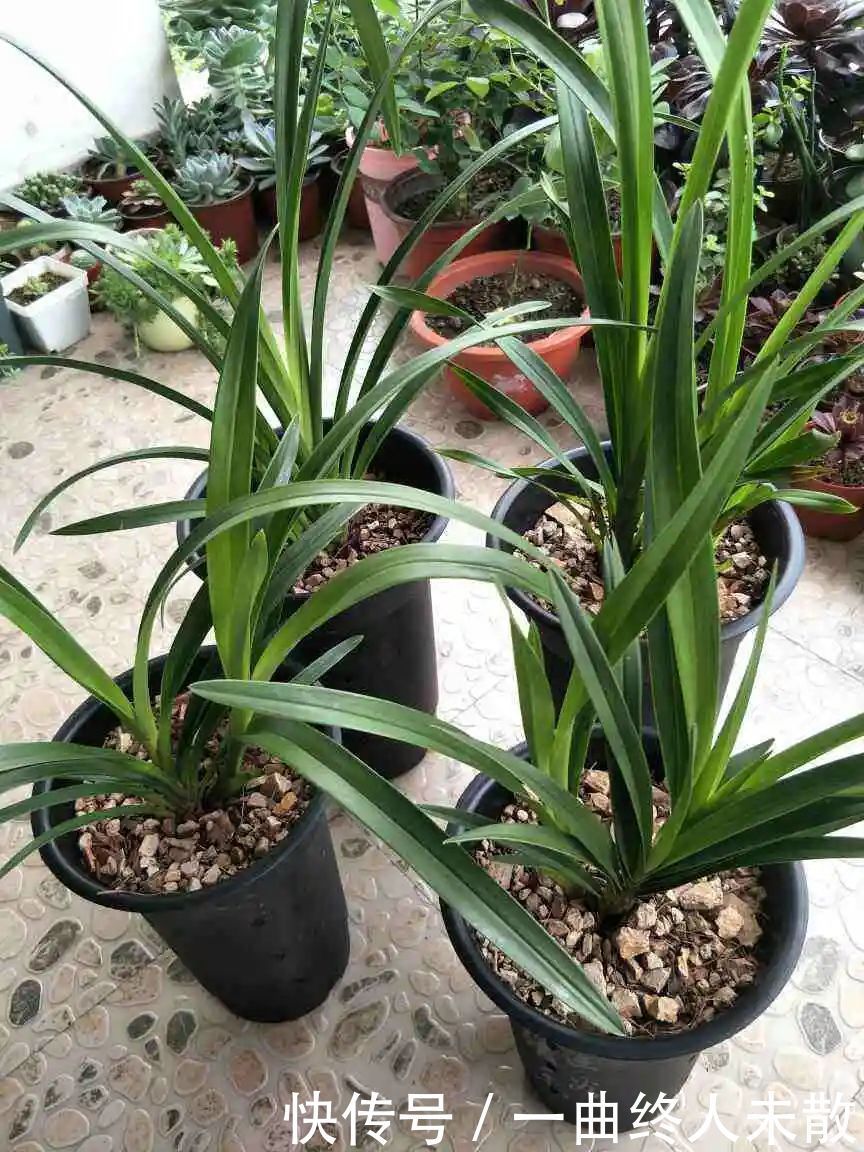 养花技巧1粒花生丢水里,比绿萝好看100倍,沤肥又能做菜