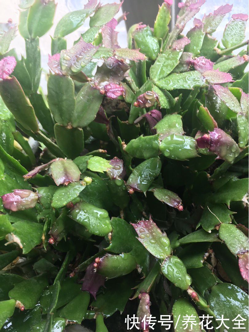  浇水过量|养花烂根不光浇水太多，其实有4个原因，对症下药是关键