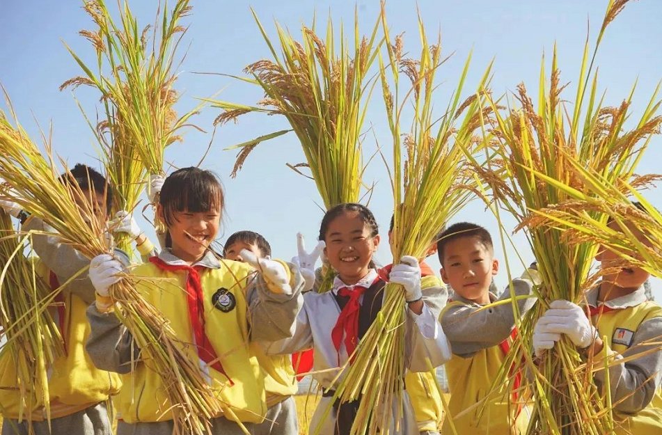 袁隆平|乾元小学打造劳育赋能“双减”新样态