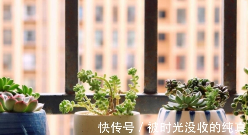 扦插育苗|养花小技巧:怎么自制黄豆肥?防范病虫害?扦插育苗?