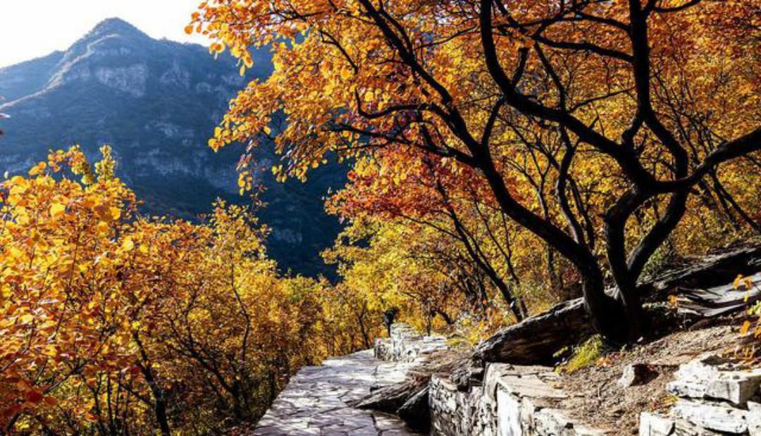 杨万里的这首七绝《红叶》,有着淡淡的忧伤,通篇写得很有韵味!