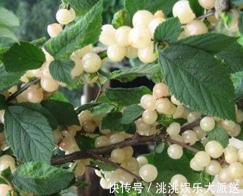 色斑|女性不想老得快,当零食吃几颗,淡化色斑,不贫血了,脸色更红润