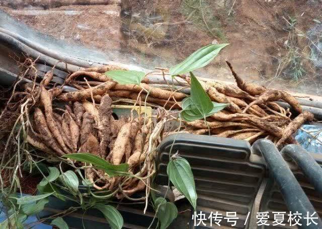 食疗方|咳嗽有浓痰咳不出,老中医教你一招,不妨可以一试,用一个好一个