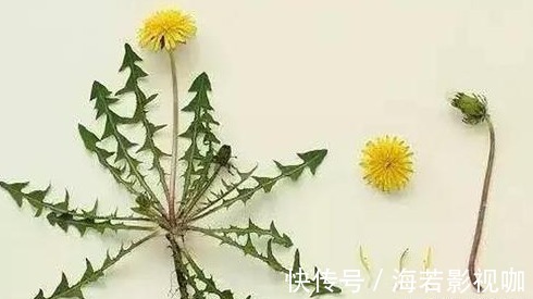 苦菜|7种农村常见的野菜,个个都是治病的“良药”,你吃过几个