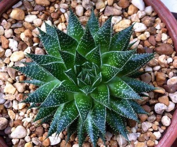 盆栽多肉该如何浇水牢记4个小窍门，花根少受负面影响