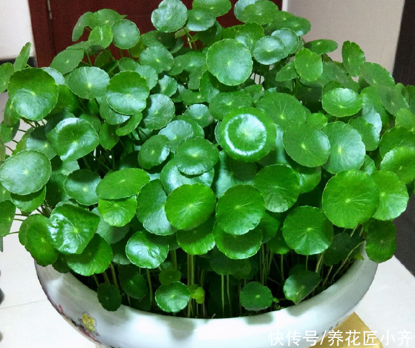 喜欢天天浇水，管不住手怎么办？养这些花，水越多长得越好