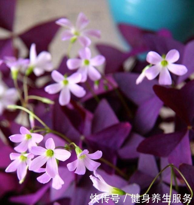 养花,就养“3盆花”,花量特别大,一棵繁殖多棵,人见人爱!