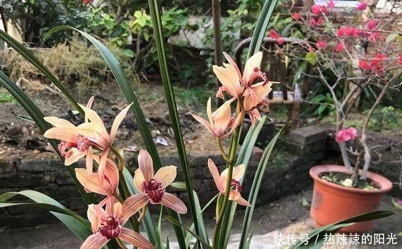 养兰花,牢记一个字,开花够豪气!