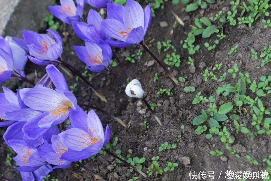 牡丹吊兰|懒人适合养什么花,浇水少,不挑土,它比人还懒!