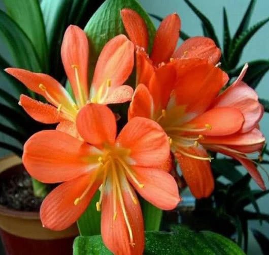 想要“君子兰”开花多、花期长、不夹箭，掌握几点就够了，美！