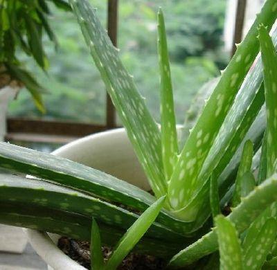 能把6种盆栽养死的站出来,以后请你们远离花草!