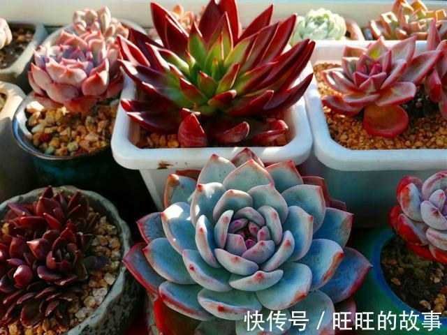欧娜|十种多肉不但生命力顽强,还从没变丑过,让人怎能不爱