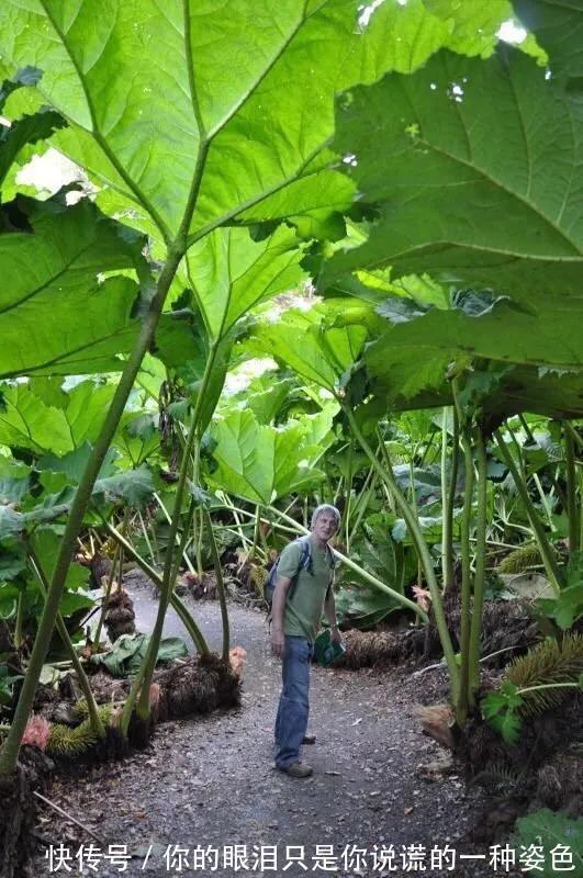 惹不起的花,叶子直径3米大,一片叶子盖住3个人