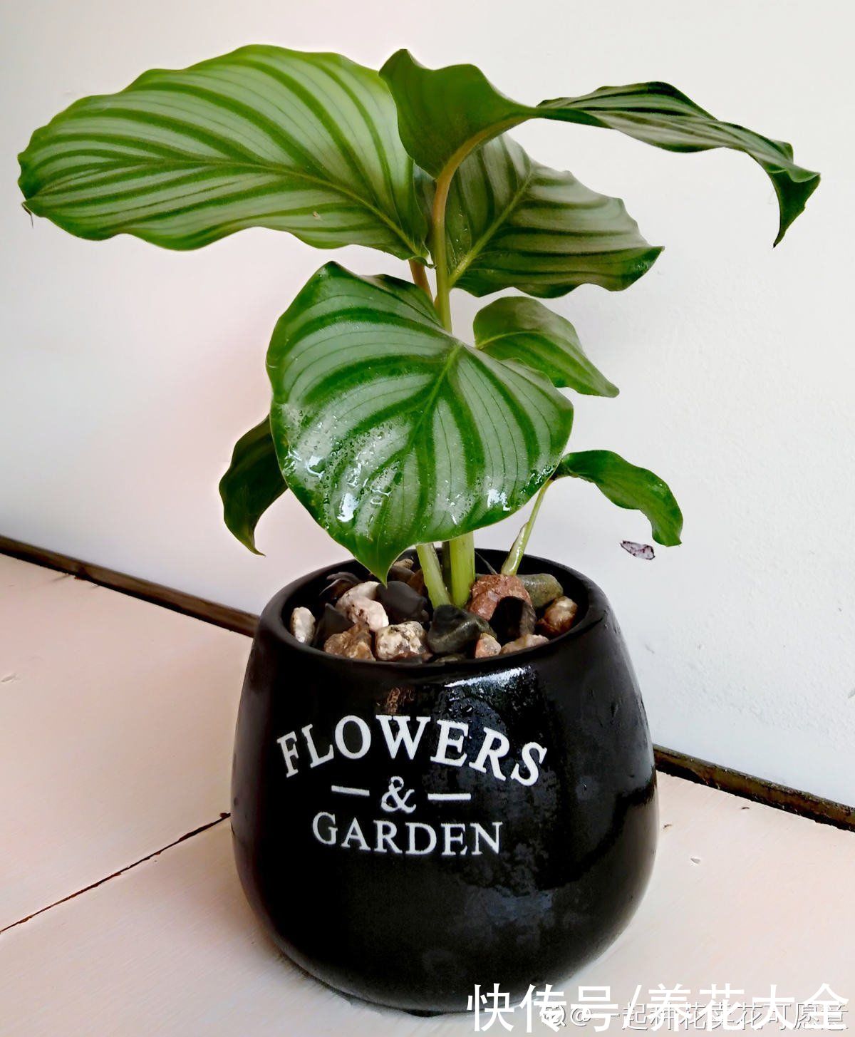 花花|最像青苹果的绿植，这5步做好，打造室内“青苹果乐园”