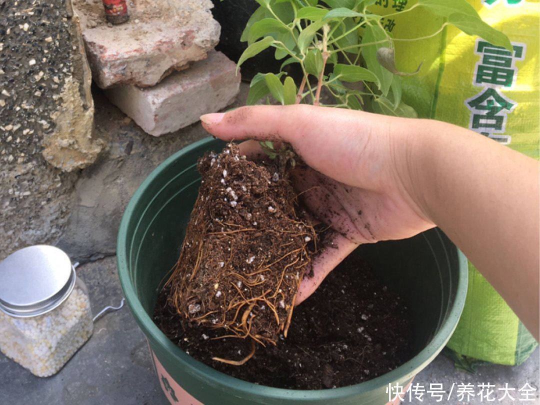 蟹爪兰|立秋后，7种花要“苏醒”，可以放手养了