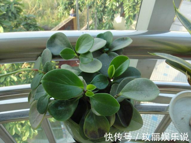 药片过期不知道该怎么处理?养花就用上它们,可一举两得