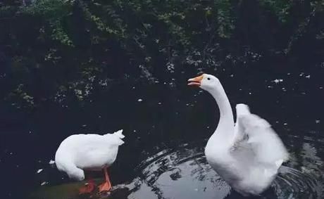 差距|20多岁的年龄差距,却把一个破烂的农家小院变成了“桃花源”