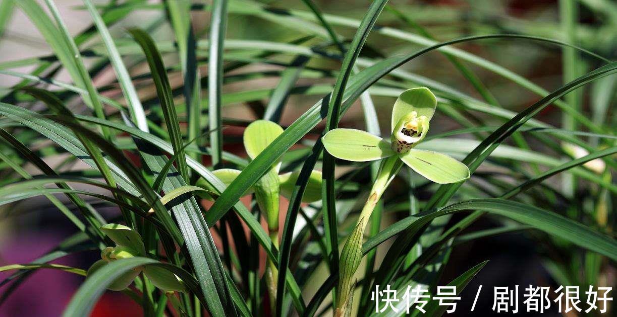 兰科兰|春兰什么时候开花，春兰花期前这样养护能够花开爆满盆