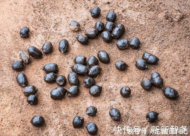 羊粪养花好？3个害处不知道，越养越心烦，还很容易养死