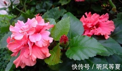 4种花超好养的,随便一养就爆盆,全年开花不断