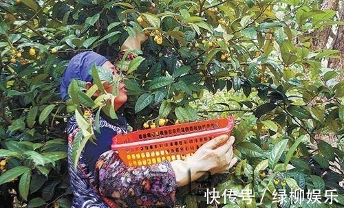 金花茶|它是真正的“花茶”，开出盏盏黄花，摘一朵就能泡