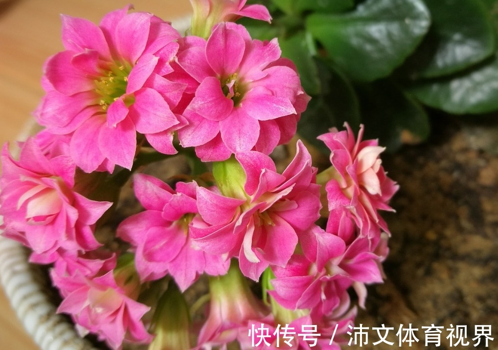 光照|想要长寿花不装菜，秋冬的3点养护很重要，株型饱满，花苞满枝头