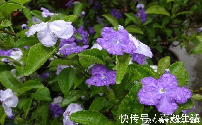 以下9种会变色的绿植，养上四五盆就能让阳台变得生动起来