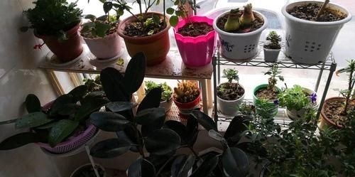 拿到蛋壳别急着养花,按“这要求”处理,给植物施肥才不出问题