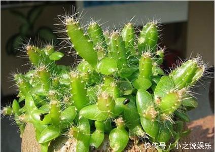 吃完这4种水果,我把籽扔花盆里,秒变小森林!