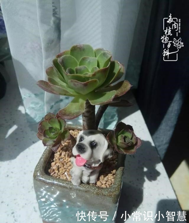 欧紫|我是多肉飘窗党，我来晚了！我是多肉飘窗党，我来晚了！